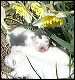 pups-4.JPG 