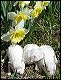 pups-5.JPG 