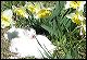 pups-6.JPG 