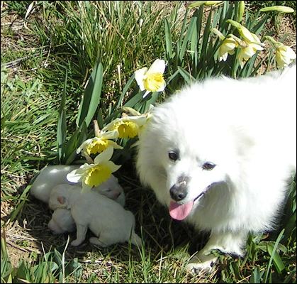 pups-1.jpg