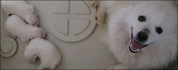 pups-2.jpg