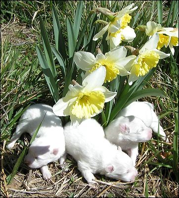pups-3.jpg