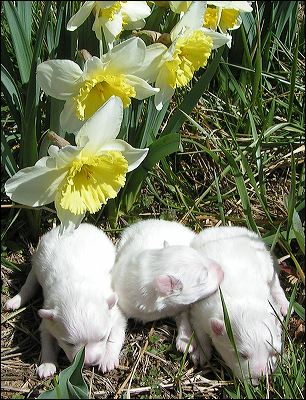 pups-5.jpg