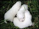 pups-1.JPG 