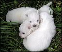 pups-2.JPG 