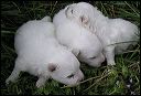pups-4.JPG 