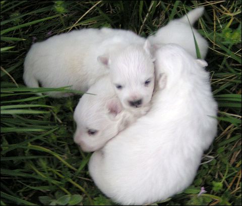 pups-2.jpg