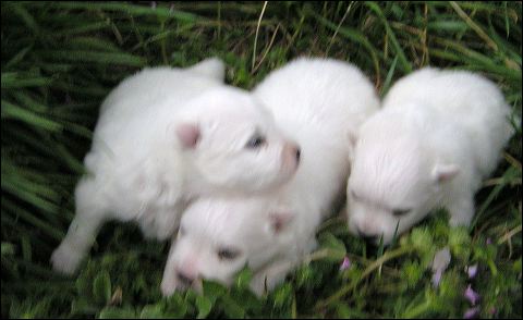 pups-3.jpg