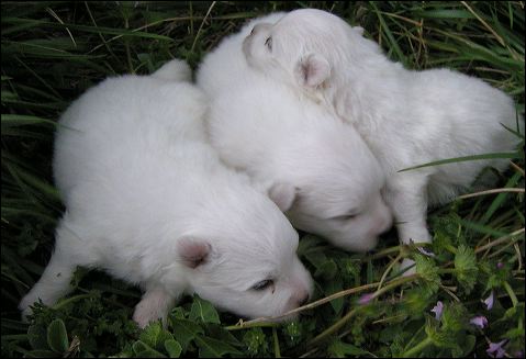 pups-4.jpg