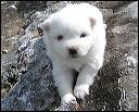 pups10.JPG 