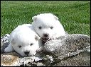 pups11.JPG 