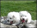 pups12.JPG 