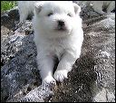 pups2.JPG 