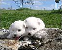 pups4.JPG 