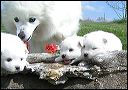 pups5.JPG 