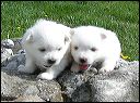 pups6.JPG 