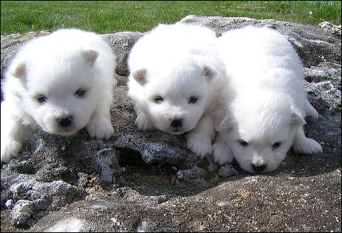 pups1-~1.jpg