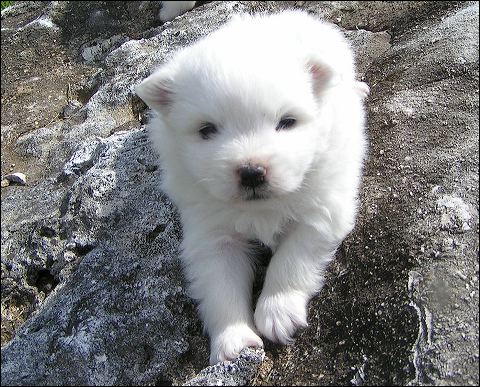 pups10.jpg