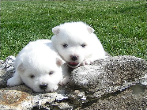 pups11.jpg