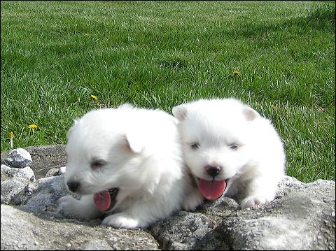 pups12.jpg