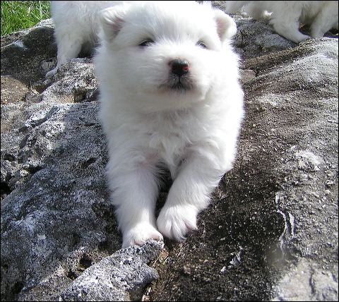 pups2.jpg