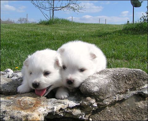 pups4.jpg