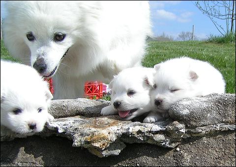 pups5.jpg