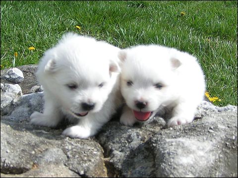 pups6.jpg