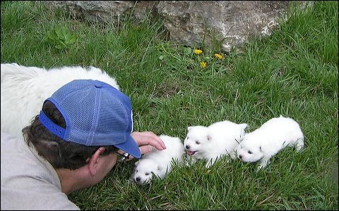 pups7.jpg