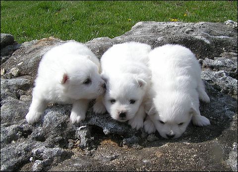pups8.jpg