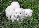 pups1