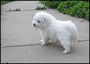 pups10