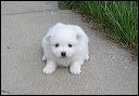 pups2