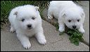 pups3