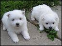 pups4