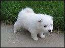 pups5