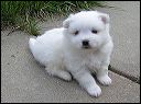 pups6