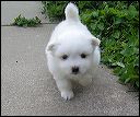 pups7