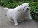 pups8