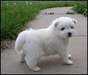 pups9