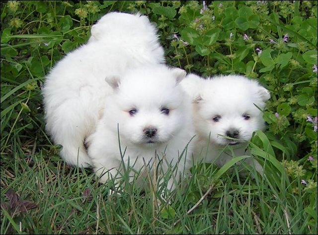 pups1.jpg