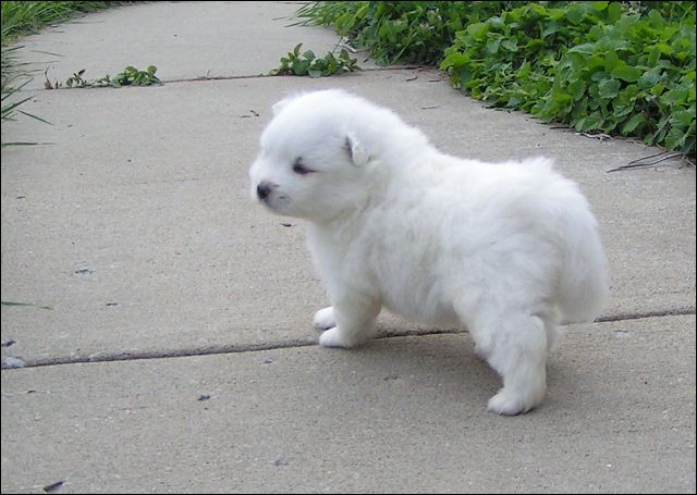 pups10.jpg