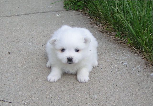 pups2.jpg