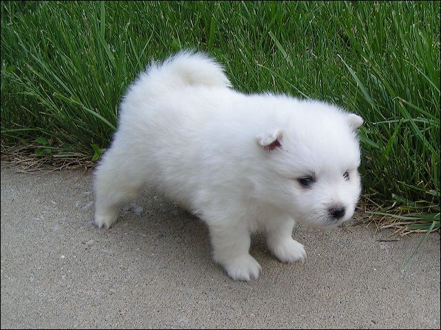 pups5.jpg