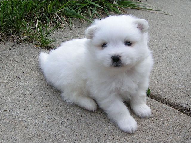 pups6.jpg