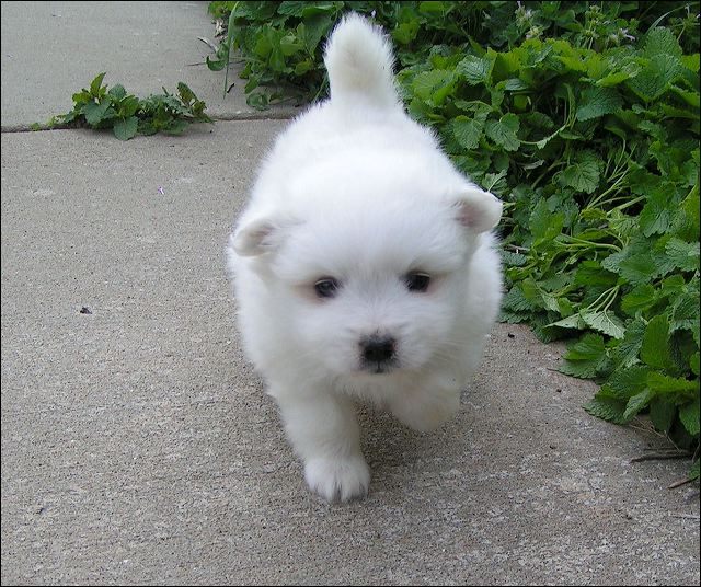 pups7.jpg