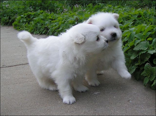 pups8.jpg