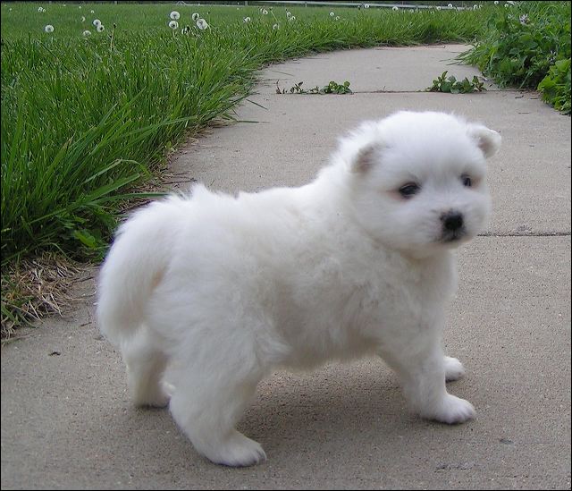 pups9.jpg