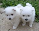 pups-2