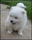 pups-4